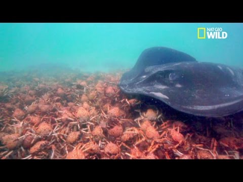 Hallucinant !!! Attaque de raie sur un banc de crabes