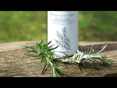 Gentle Herb Shampoo by Odylique