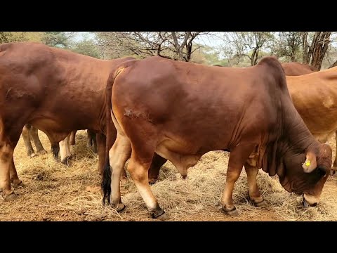Brahman & Sahiwal breeding in Kenya...Raising beef cattle in a semiarid region.