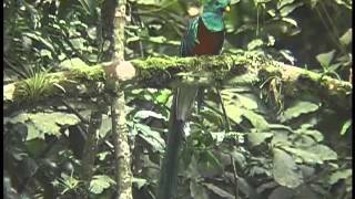 preview picture of video 'Resplendent Quetzal'