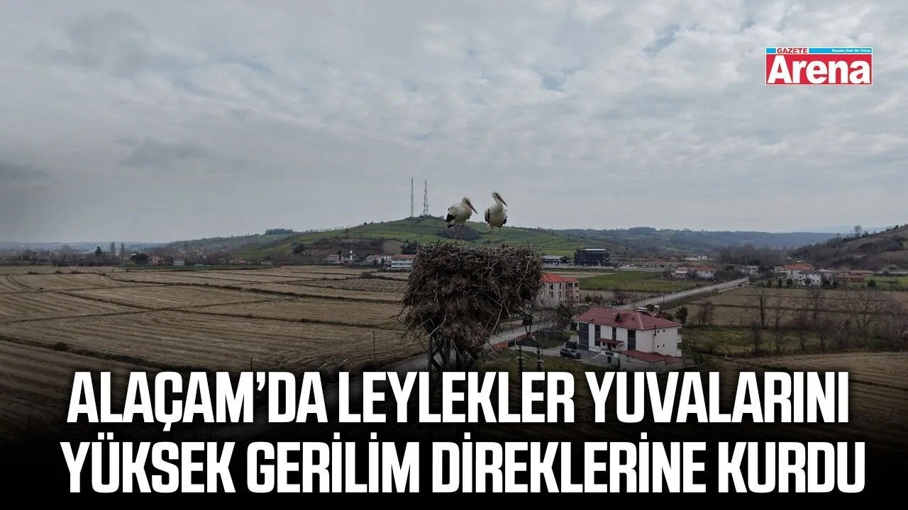 Samsun'da leylekler yüksek gerilim hattına yuva yaptı