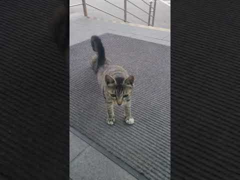 A cute and lovely wild cat/Let's start with stretching..😍😍/#shorts