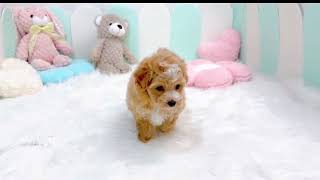 ハーフ犬の動画01