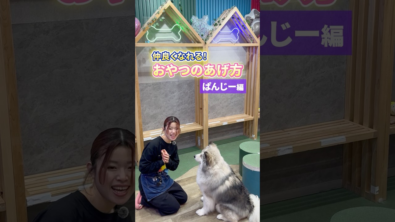 【店長直伝】パンジー君と仲良くなれるおやつの正しいあげ方🐶 #ハスキー #大型犬 #かわいい