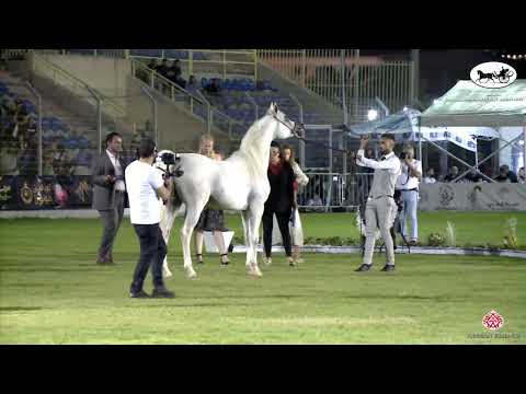 N 199 SIZAR GK   Manda Arabian Horse Show   Stallions 4 Years Old Class 21