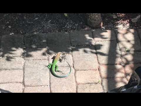 An invasive Giant Ameiva in Miami, Florida.