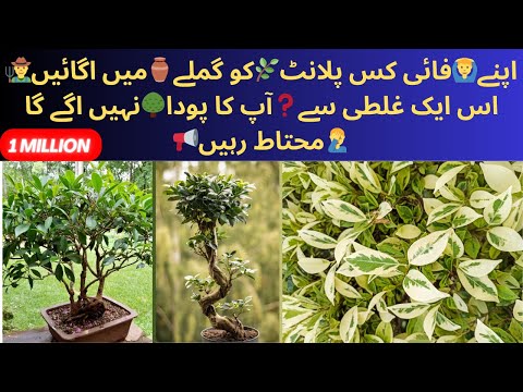 , title : 'How🙋🏻to Grow🌿Ficus🌳Benjamina🌴from Cutting🪓| Plant Care🪺| Propagation🪴of Ficus🌵Plant🌲100%Success🚀Rate'