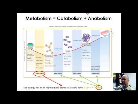 BIO 220 - CHAP 7 - VID 1 - METABOLISM AND ENZYMES - PART 1