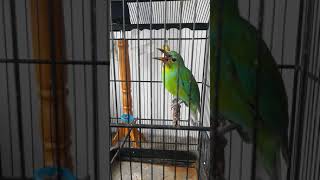 Download lagu Cucak ijo trotol alas purwo banyuwangi spesial Natural Video No Edit mp3