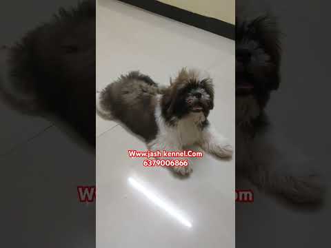 #shorts #puppy #trending #pets #dogbreed #shortsviral #dogs #dogshorts #dogsofinstagram #short #cute