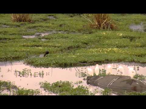 Hippopotamus Family in HD