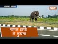 Angry elephant crushes woman to death in Maharashtra
