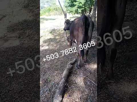 Vaca disponible en Uluazapa, San Miguel