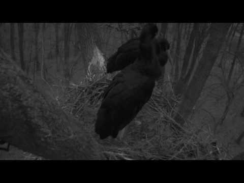 Fekete gólya, Gemenc 2017.03.12. 05:33