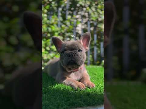 Contact in bio for re-homing info.💌#frenchbulldogpuppies #puppy #christmas #florida