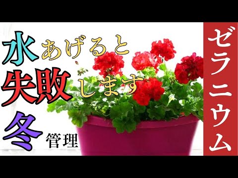 園芸 越冬バルコニーゼラニウム