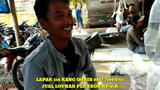 Pasar Ikan Hias Parung 2019 Aneka Ikan Hias