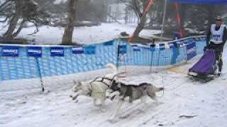 preview picture of video 'Dinner Plain sled dog races - 11 Aug 2007'