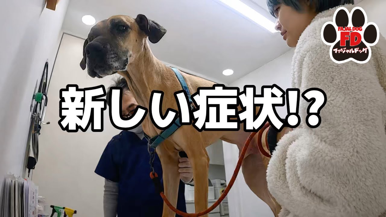 【超大型犬】アルファが立てなくなったのですぐ病院へ。
