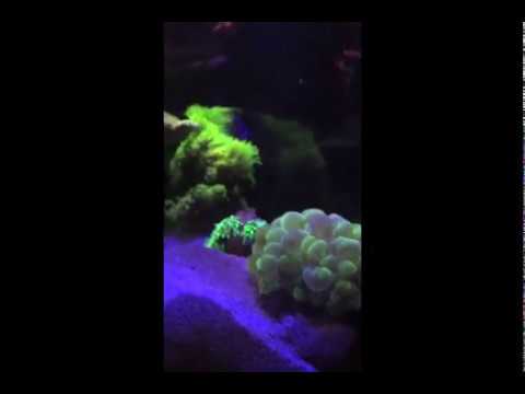 Pistol and Goby Pair - Reef Tank