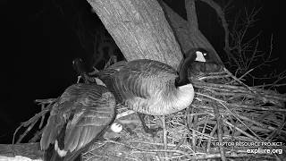 Decorah Goose. The raccoon works hard to get hold of the eggs - explore.org 03-25-2026