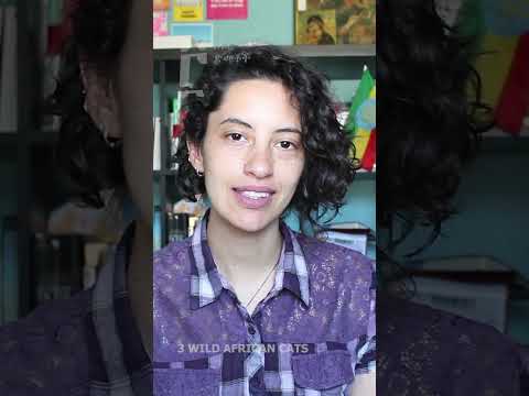 Amharic is a semitic language