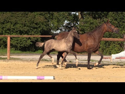 Nr. 4 ALPOSAS DON JUAN HF von Dulcio - Da Capo