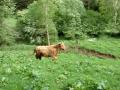 Schottische Hochlandrinder Vache D Ecosse