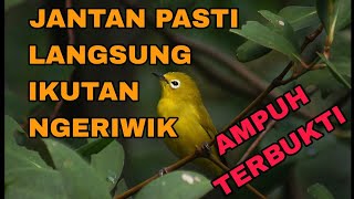 Download lagu Pleci Flavus Ngeriwik | Pancingan Pleci Flavus mp3