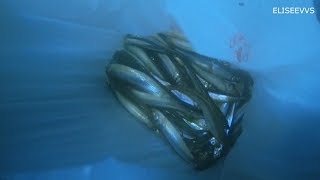 Рыбалка на корюшку сочкоми в апатитах где ловят