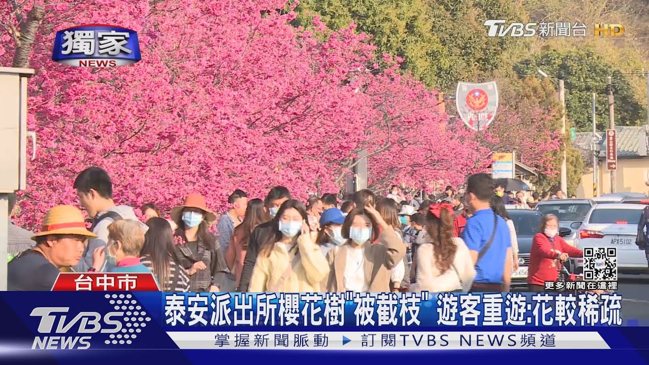 泰安派出所櫻花樹「被截枝」 遊客重遊:花較稀疏
