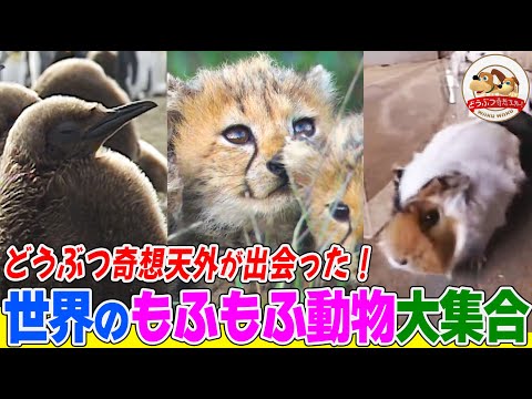 世界で一番かわいい動物たち