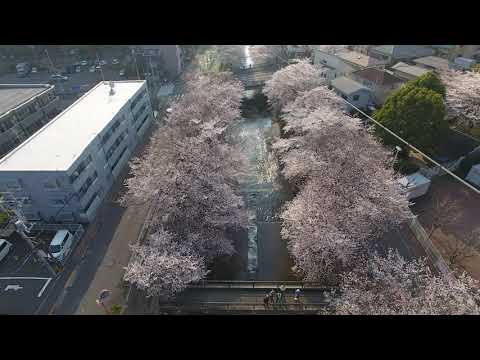 【町田さくらチャンネル】鳥になった気分で町田のさくらを見てみよう～恩田川編～