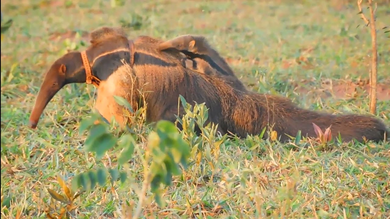 Behaviour pattern: Pup transportation / Padrão comportamental: Transportar o filhote.