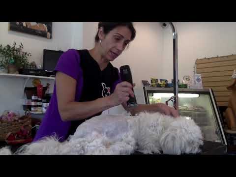 YouTube video about: How to shave a matted dog at home?