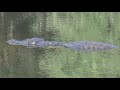 Crocodile