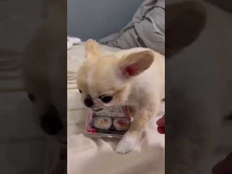 Perrito chihuahua se enoja y no quiere que le quiten el sushi 🍣  | Petciosos México