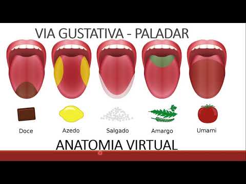 VIA GUSTATIVA - PALADAR