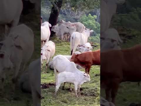 Zoom do iPhone na vaquinhas #globorural #parana