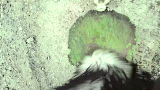 Jacuzzi Boys - Automatic Jail [OFFICIAL VIDEO]