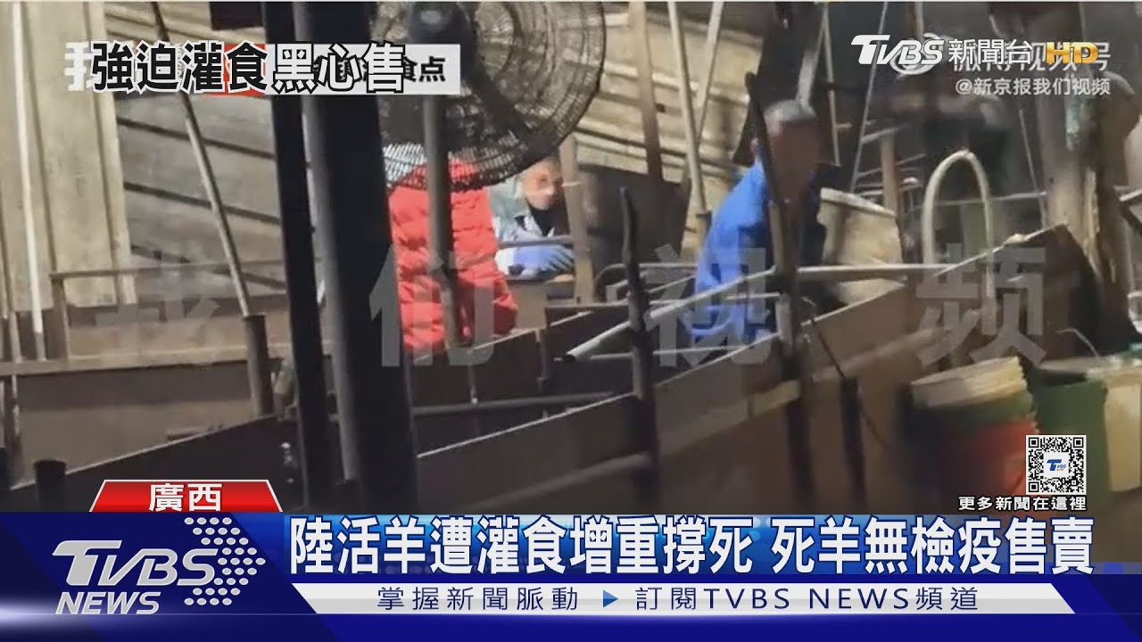 廣西活羊被灌食增重撐死 死羊無檢疫公開售賣