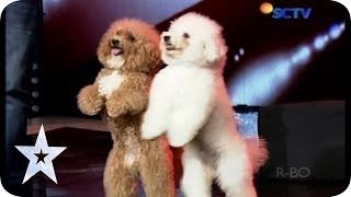 Download lagu Such a Lovely Dog Acrobatic Lovly Dog AUDITION 5 I... mp3