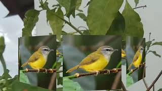 Download lagu Suara pikat burung cingkrak bambu/cikrak bambu, gacor, 100% ampuh, dijamin jos. (pikat & masteran) mp3