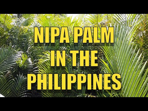 NIPA PALM IN THE PHILIPPINES.
