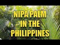 NIPA PALM IN THE PHILIPPINES.