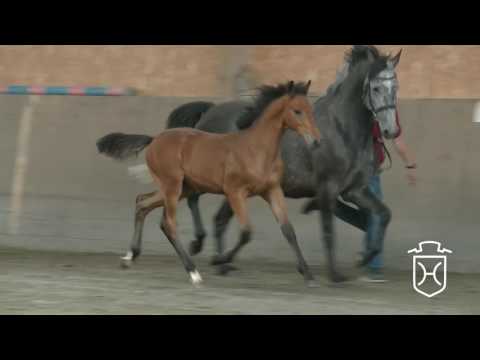 A173 Hengstfohlen von Cardento - Calido I - Acorado