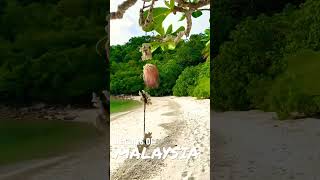 Perhentian Islands Malaysia #walkingtour #malaysia #tropical #beaches