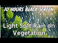 Sleep Better Tonight: Soft Rain on Vegetation ASMR For Sleeping | 10 Hours Black Screen