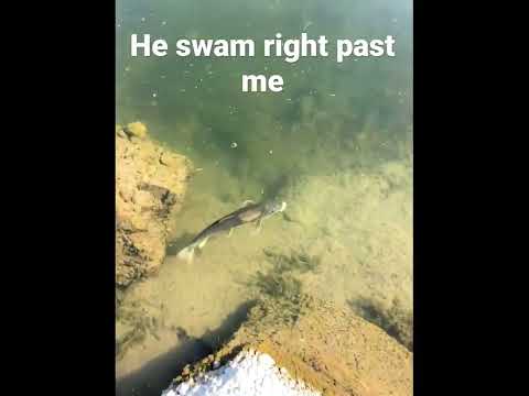 Huge sucker fish swam right by my legs. 🐟