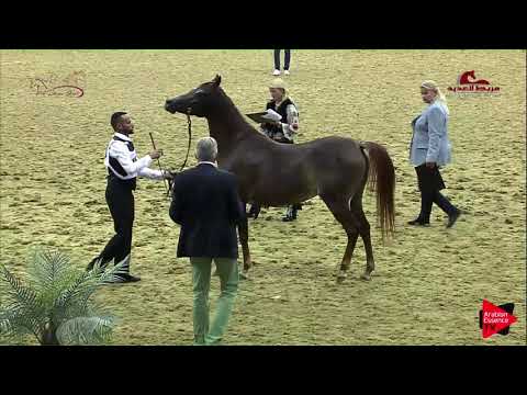 N 108 AL THUMAMA AL RAYYAN   2019 Al Shaqab Arabian Horse Show Festival   Fillies 3 Years Old Class
